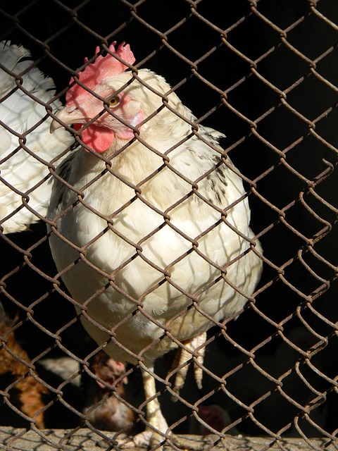 利物浦的逆 利物浦的逆