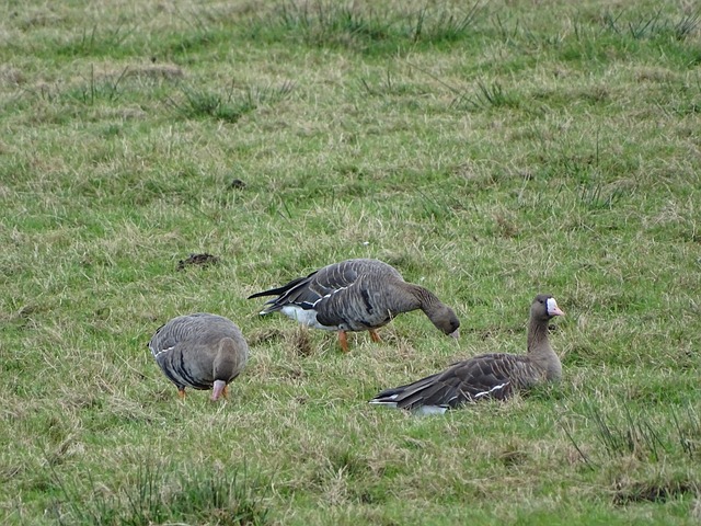 篮网依赖个 篮网依赖个
